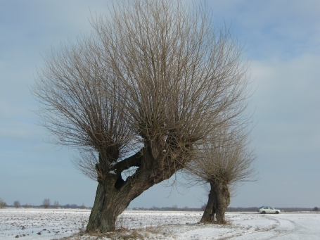 Xanten : Winter 2013, Kopfweiden auf der Bislicher Insel